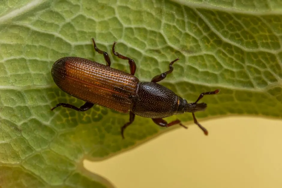 Detailed macro shot of a grain weevil (Sitophilus granarius) on a leaf in Valencia.