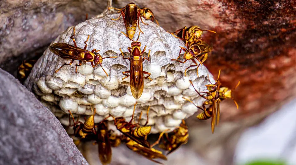 Detailed view of wasps building a nest in Brazil, showcasing natural insect behavior.