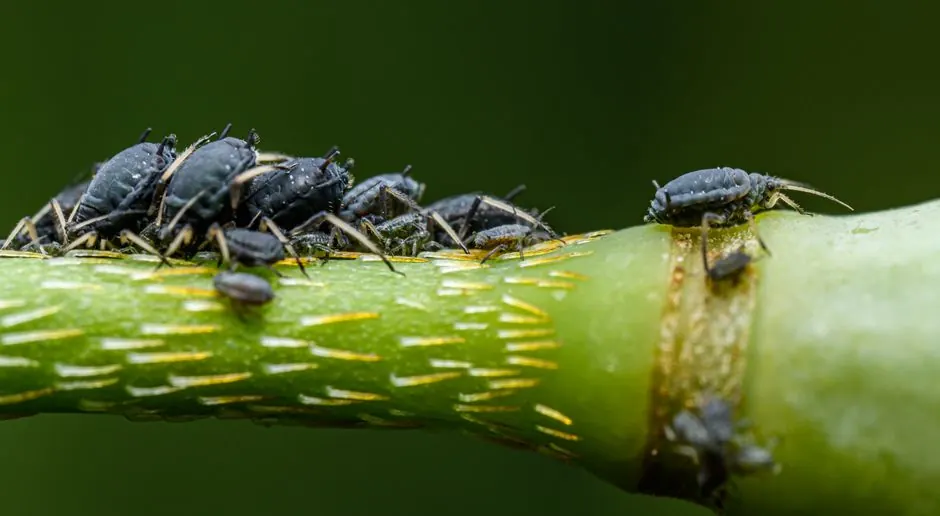 Licensed Alabama Ant Exterminators