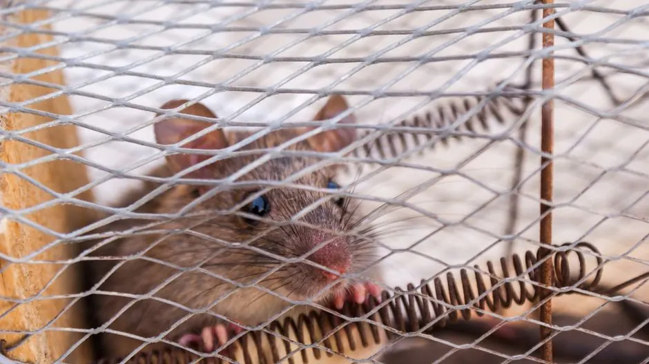 Licensed, Certified, and Built for Alabama Pests