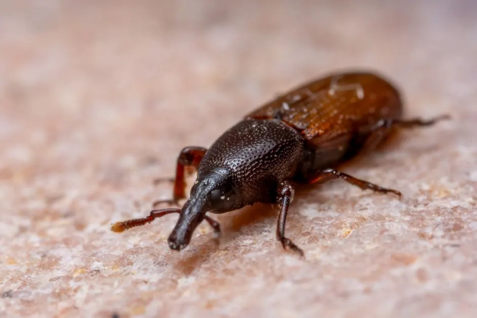 Macro photograph of a weevil showcasing its detailed texture on a stone background.