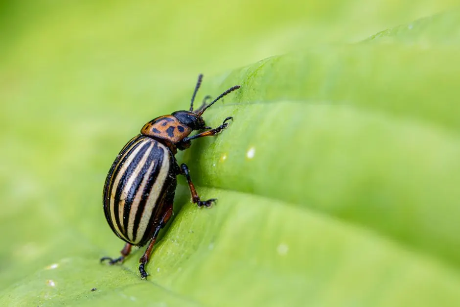 Macro shot of a Colorado potato beetle (Leptinotarsa decemlineata) crawling on a green leaf.