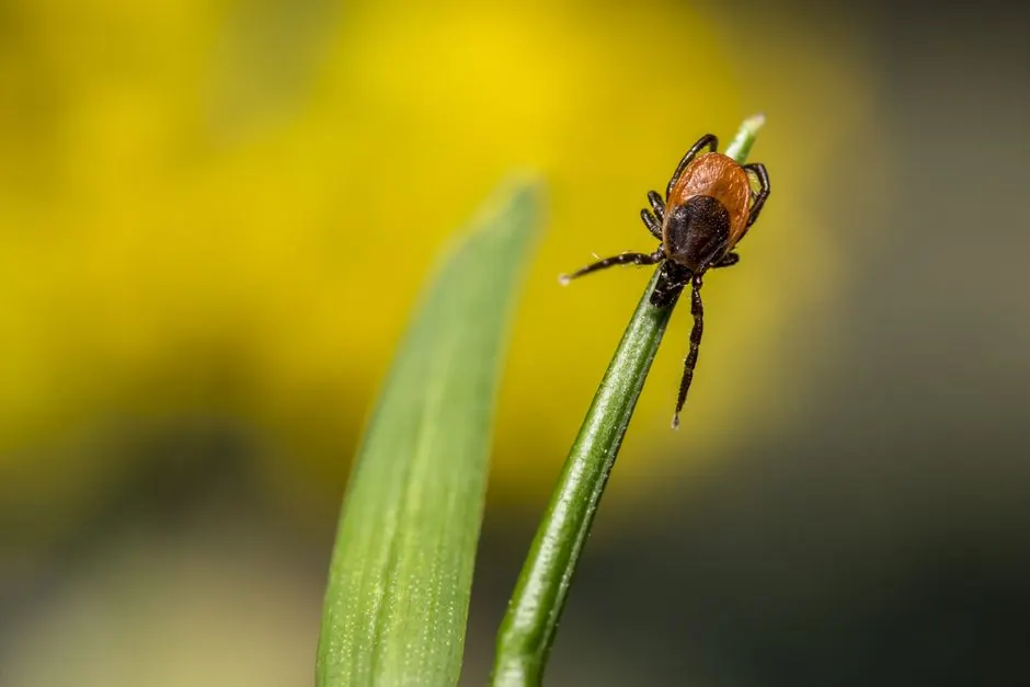 Commercial Pest Control
