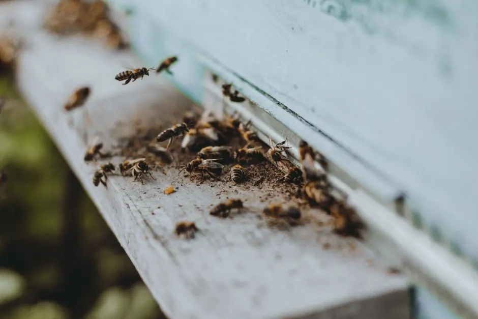 Residential Pest Control