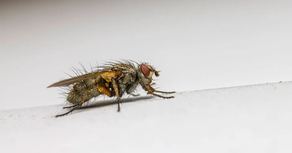 Why Alabama Homeowners Book Spider Treatment