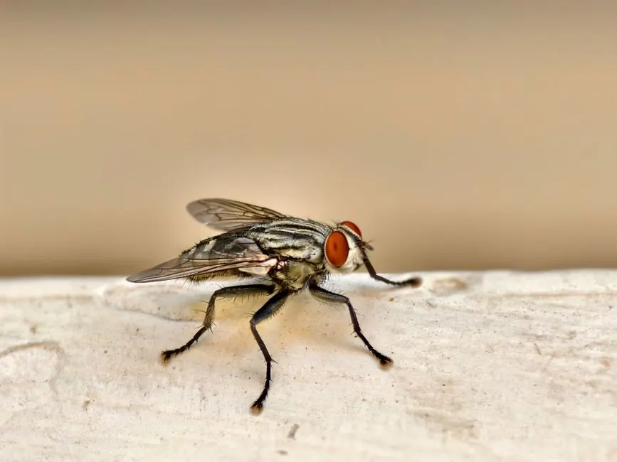 Why Alabama Homeowners Choose Our Ant Program