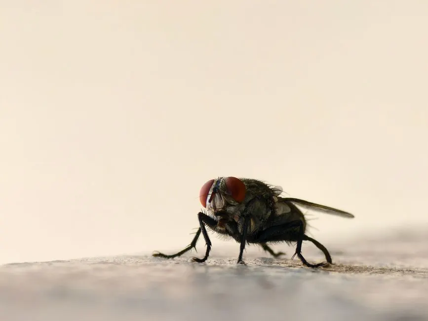 Why Alabama Homeowners Choose Our Flea and Tick Service